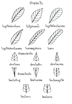 leaf.jpg (17313 bytes)