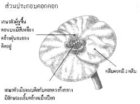 petal.jpg (10804 bytes)